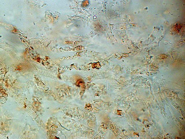 Galerina spec.  Cod.: 0260-07